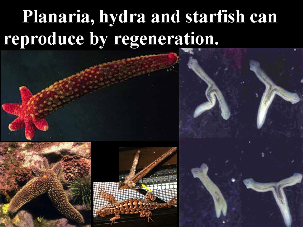 Planaria, hydra and starfish can reproduce by regeneration.